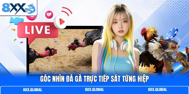 Góc nhìn đá gà trực tiếp sát từng hiệp